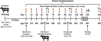 Bacterial Communities of the Uterus and Rumen During Heifer Development With Protein Supplementation